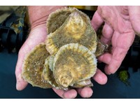 Pukka Jersey oysters available for first time in 120 years.