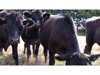 Great British Beef Week