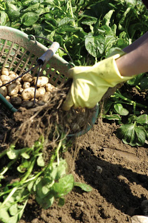 Jerseyroyals 031_72