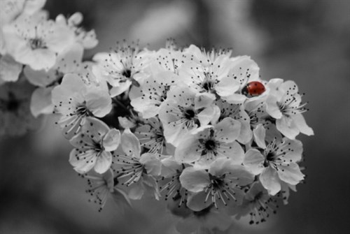 Ladybird by Carla Butler