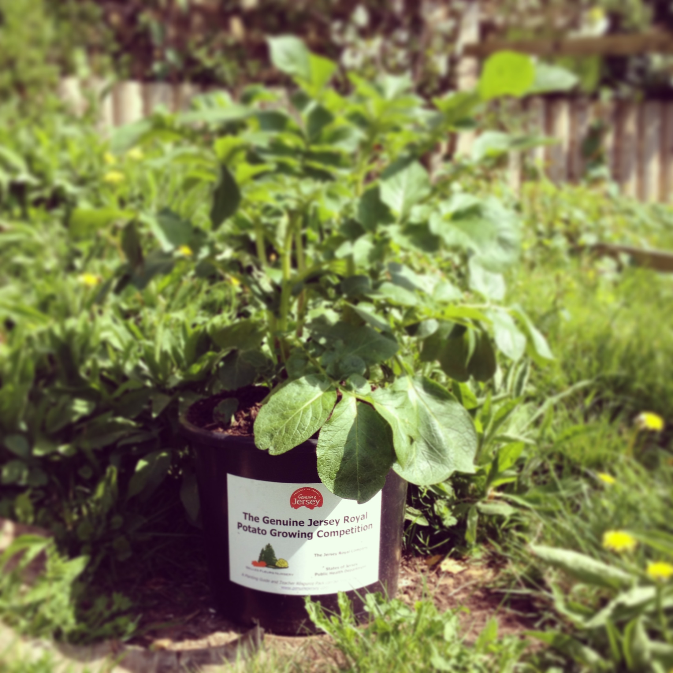 Genuine Jersey Royal Potato Growing Competition