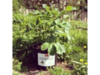 Genuine Jersey Royal Potato Growing Competition