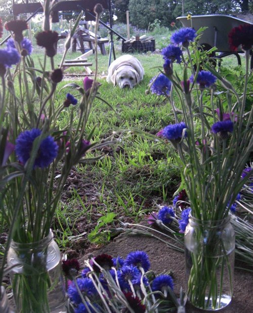 ForgeFarm_Cornflowers