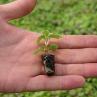 Jersey Plants Direct Genuine Jersey