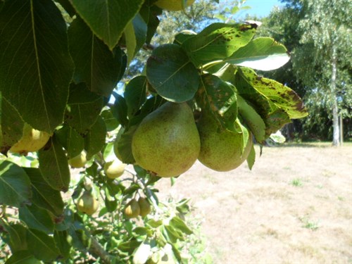 GreengroPears