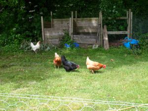 GreengroChickens