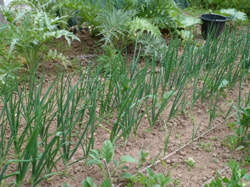 GreengroOnions