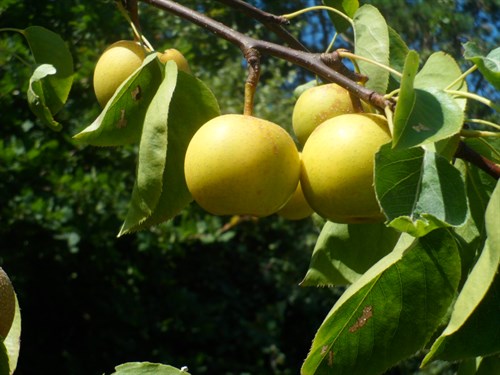 GreengroAsianPears