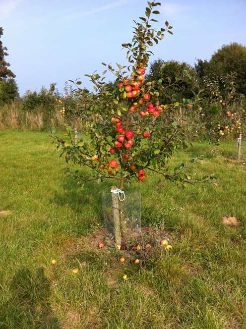 HansVanOordt_Tree (1)