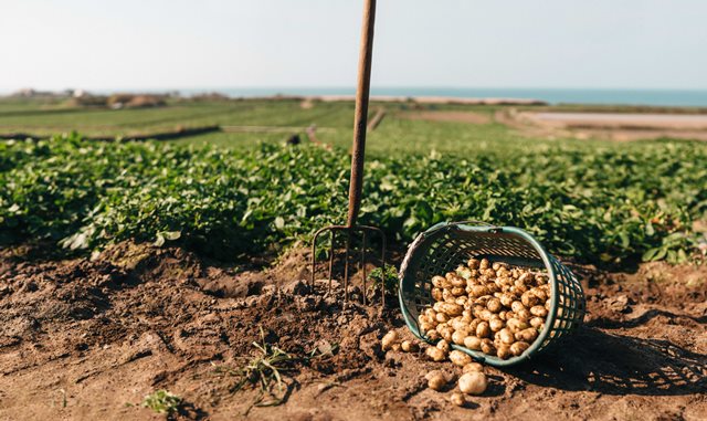 growing jersey royal potatoes