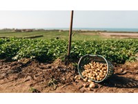 Genuine Jersey launches 11th Jersey Royal Potato Growing Competition