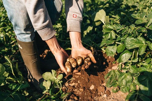 Le Feuvre _Potato Digging