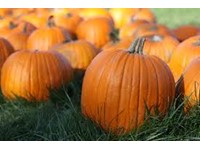 Trick or Treat...