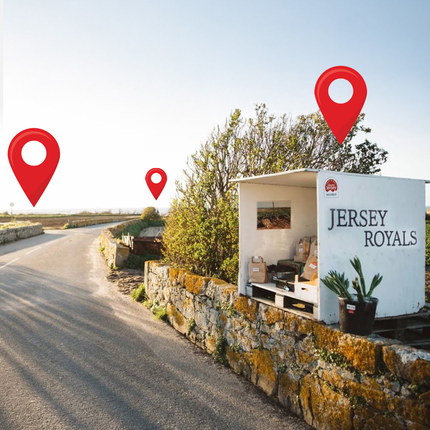 Genuine Jersey Square Where To Buy