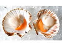 She sells, sea shells, on the sea shore...
