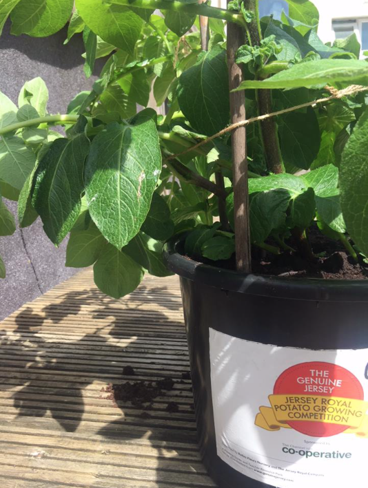 Buckets at the ready for the annual Potato Growing Competition!