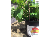Buckets at the ready for the annual Potato Growing Competition!
