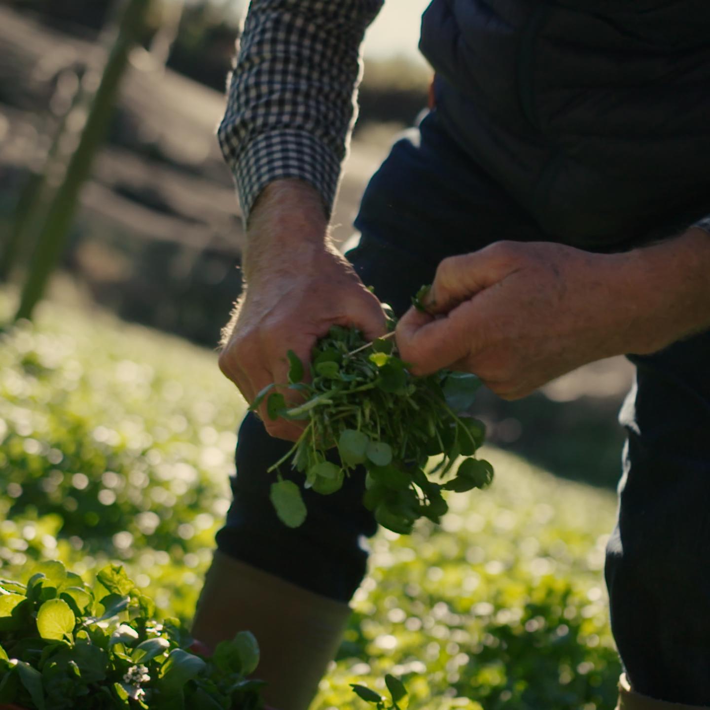 COLIN ROCHE WATERCRESS .00 02 00 00.Still176