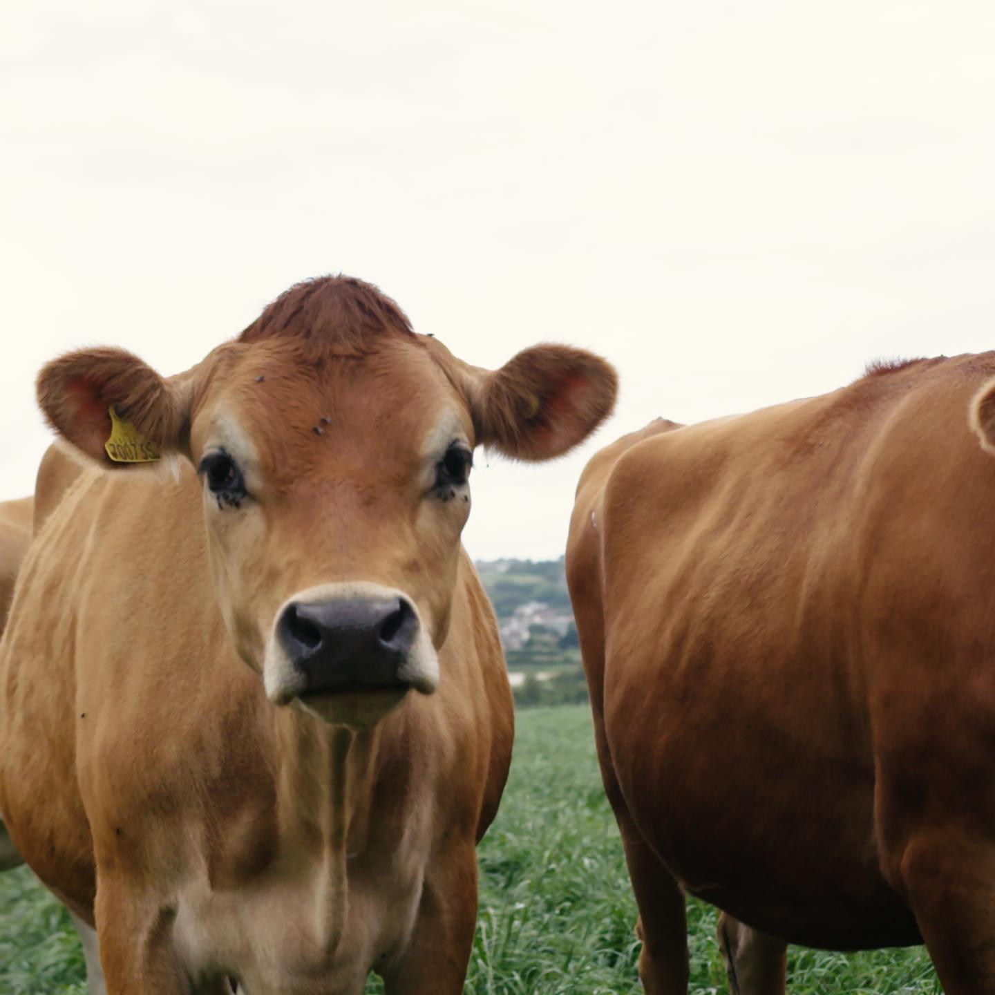 JERSEY DAIRY .00 00 34 24.Still125 (1)