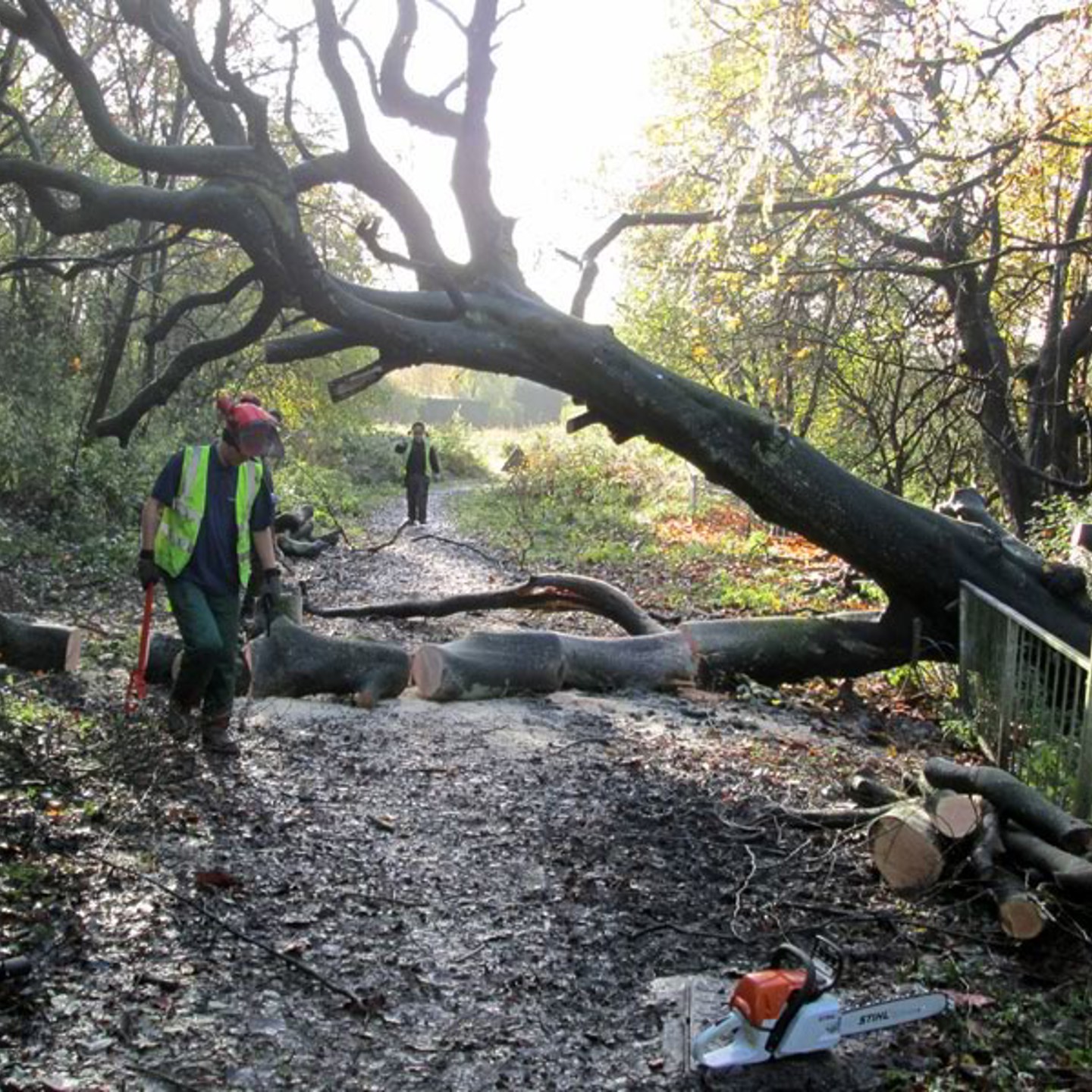 Woodland Management 1