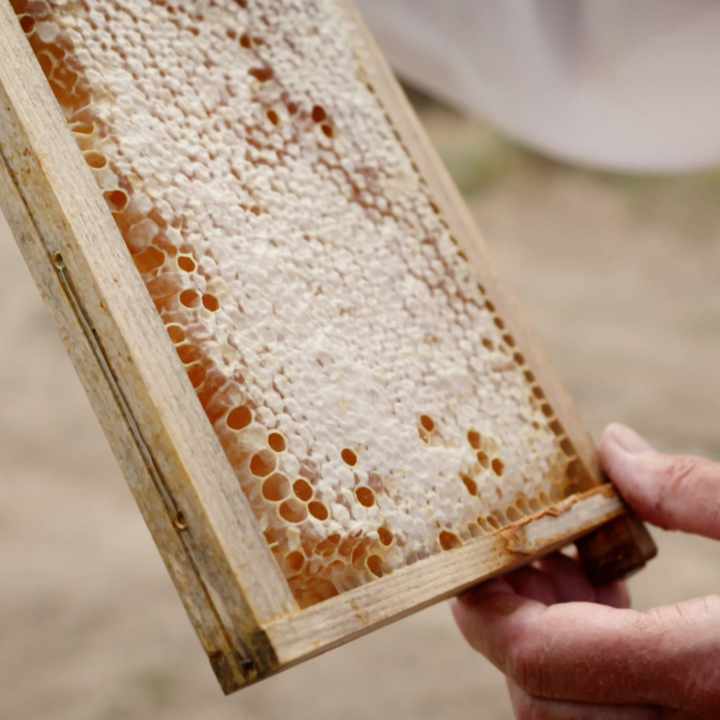 JERSEY BEES.00 00 02 04.Still062