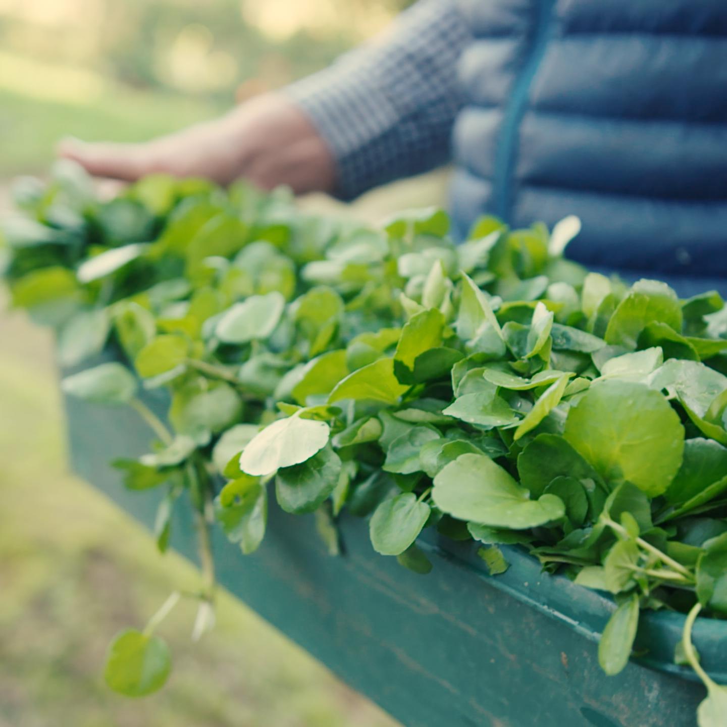 COLIN ROCHE WATERCRESS .00 00 04 17.Still159