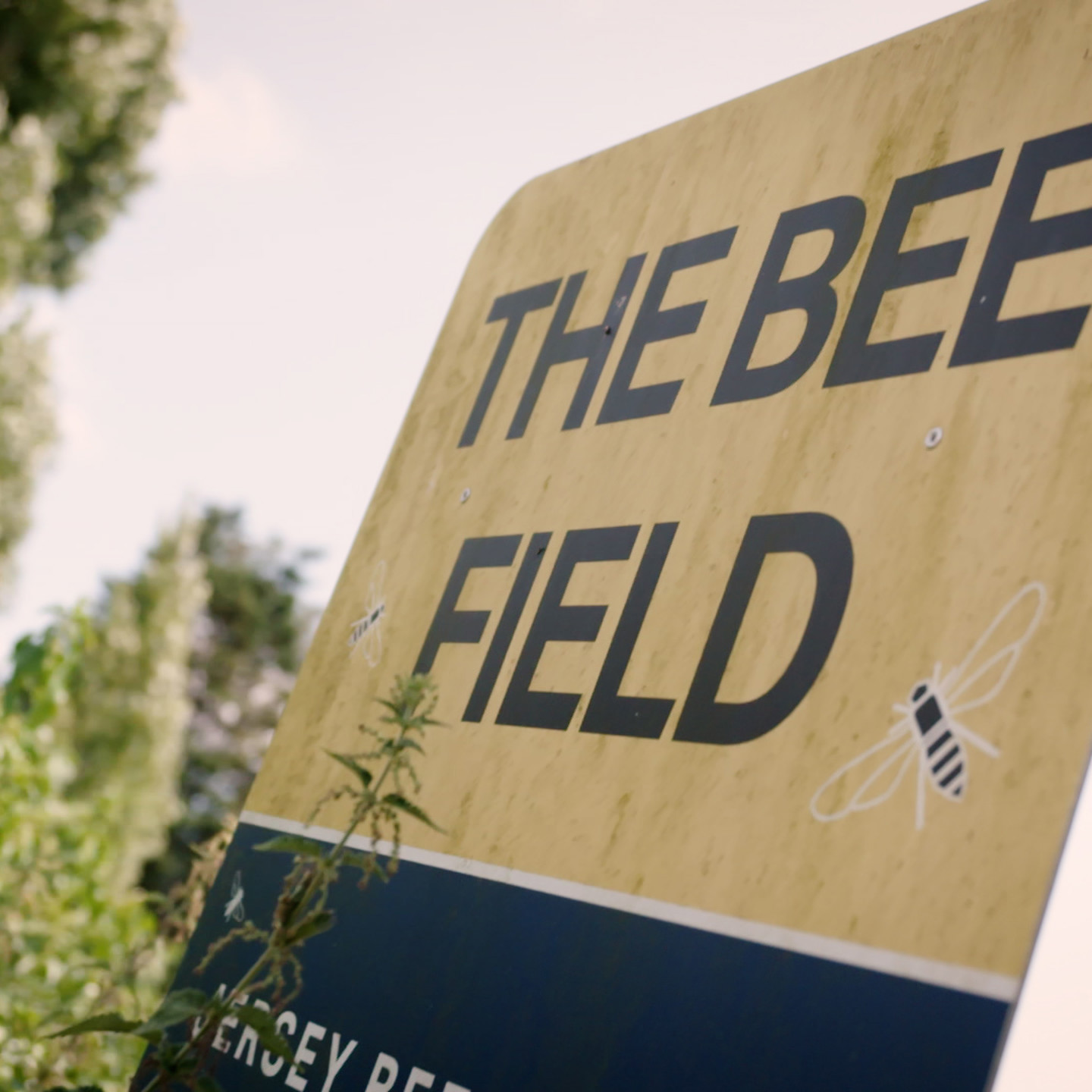 JERSEY BEES.00 00 10 20.Still064
