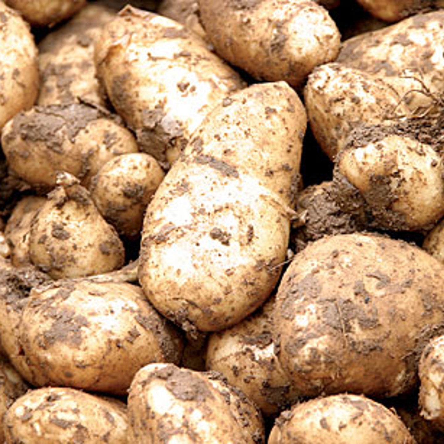 Jerseyroyals