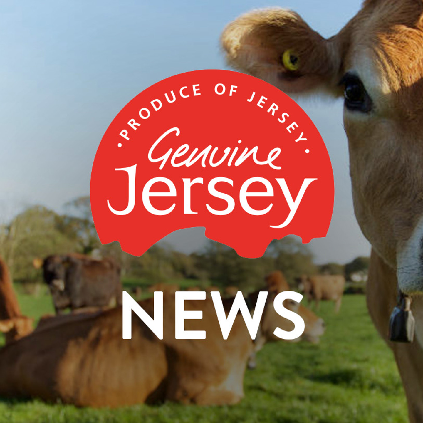 Genuine Jersey Landscape News V2