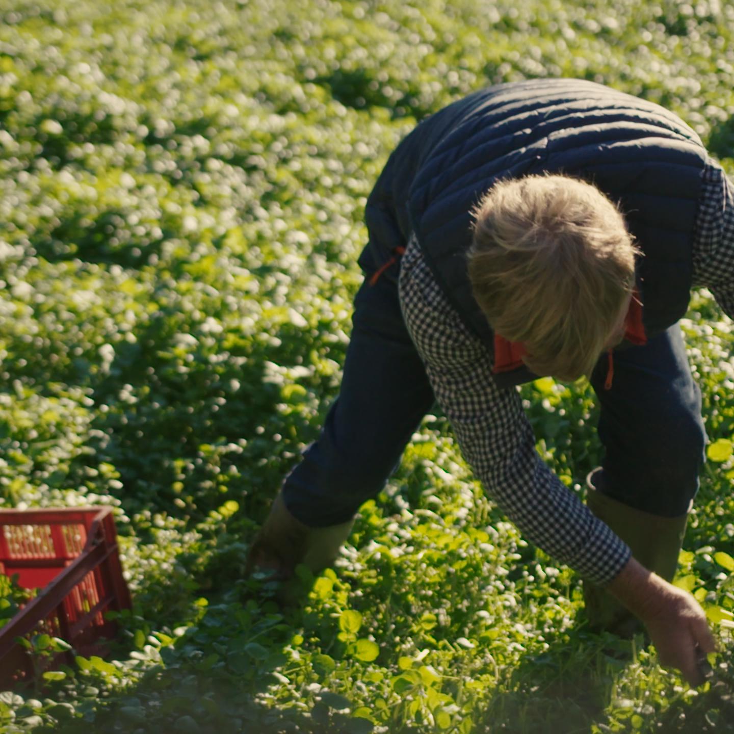 COLIN ROCHE WATERCRESS .00 01 21 06.Still171