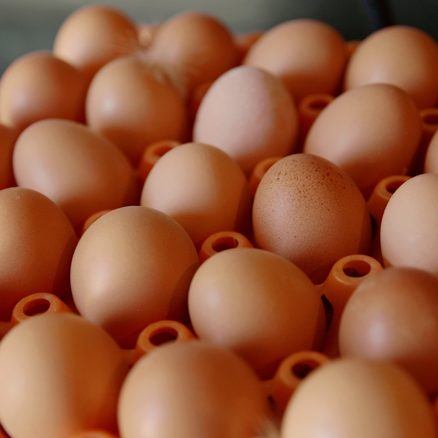 HAPPY HENS.00 02 53 14.Still100