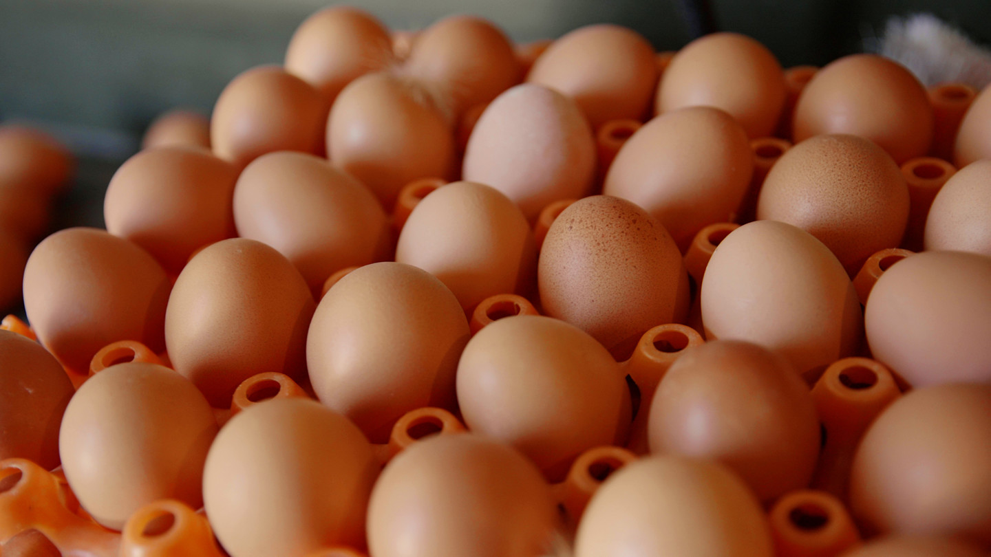 HAPPY HENS.00 02 53 14.Still100