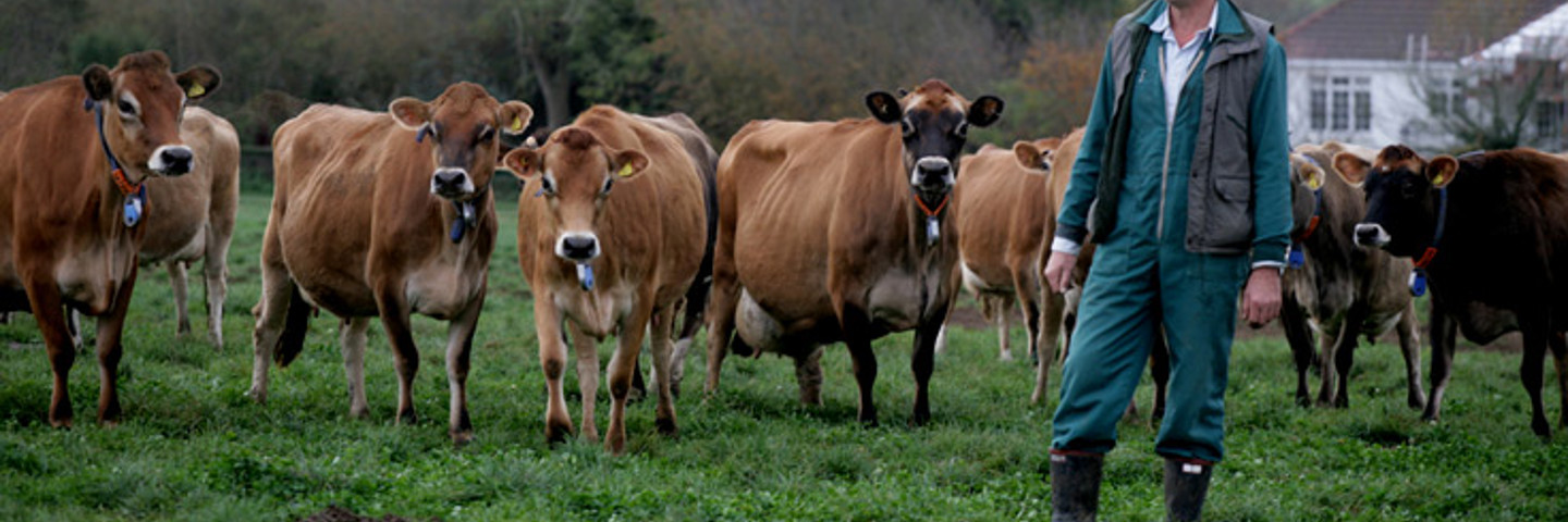 Richard Le Boutillier Jersey Dairy Farmer