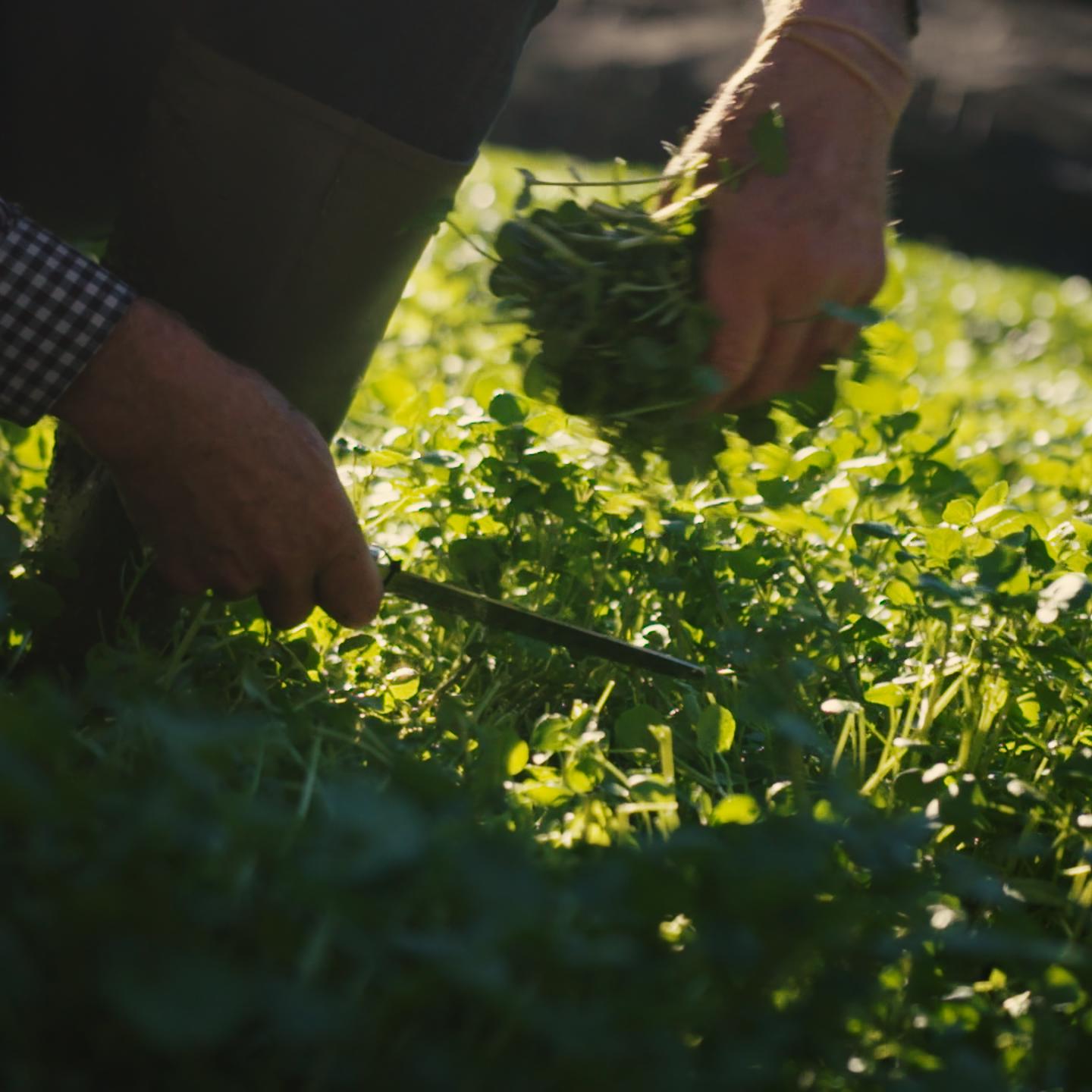 COLIN ROCHE WATERCRESS .00 01 00 04.Still166